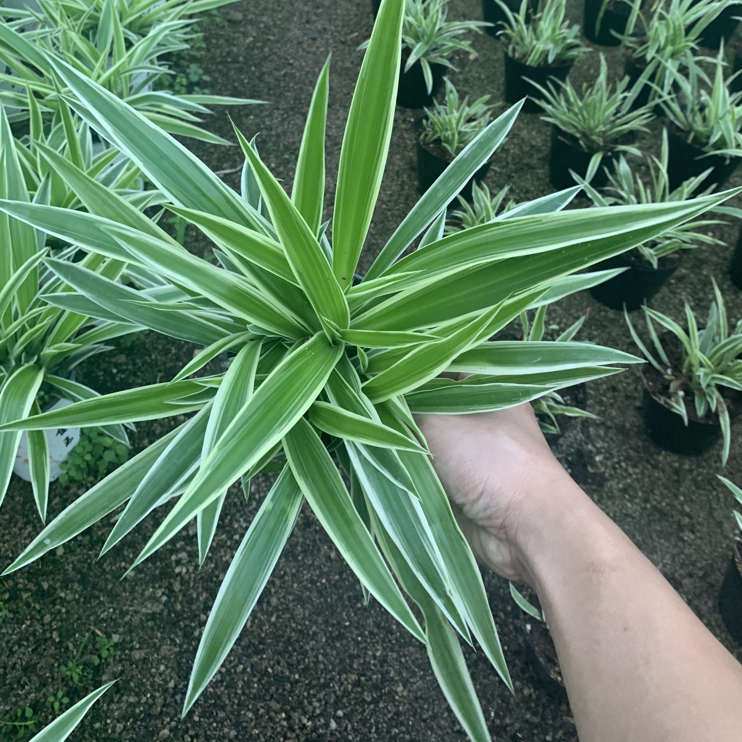 金边吊兰 吊兰 净化空气 中国花乡 万亩花卉基地 自产自销