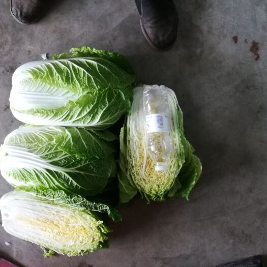蔚县黄心大白菜 色泽好 富有营养价值味道鲜美