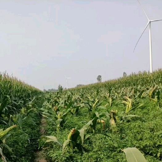 武城县 线椒，鲜辣椒