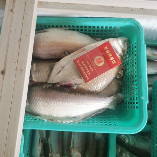 肇庆红眼鱼  鳊鱼  的鱼  8两—2斤