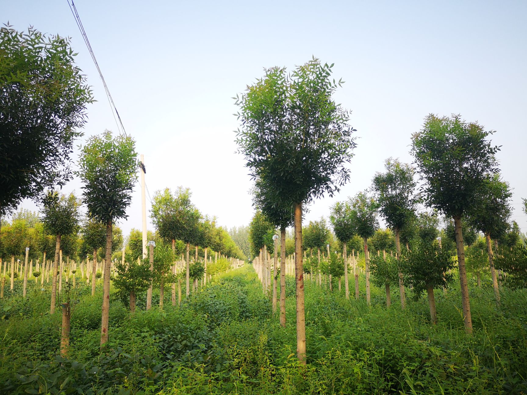  10-11公分秋紫白蜡，一级树精品树