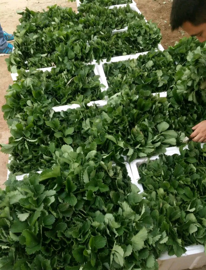 牛奶奶油草莓苗，红颜甜宝草莓苗脱毒假植苗基地批发保证品种质量