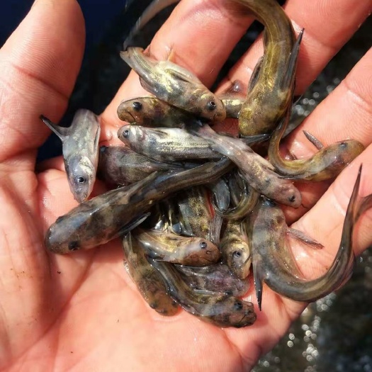 毕节黄颡鱼苗