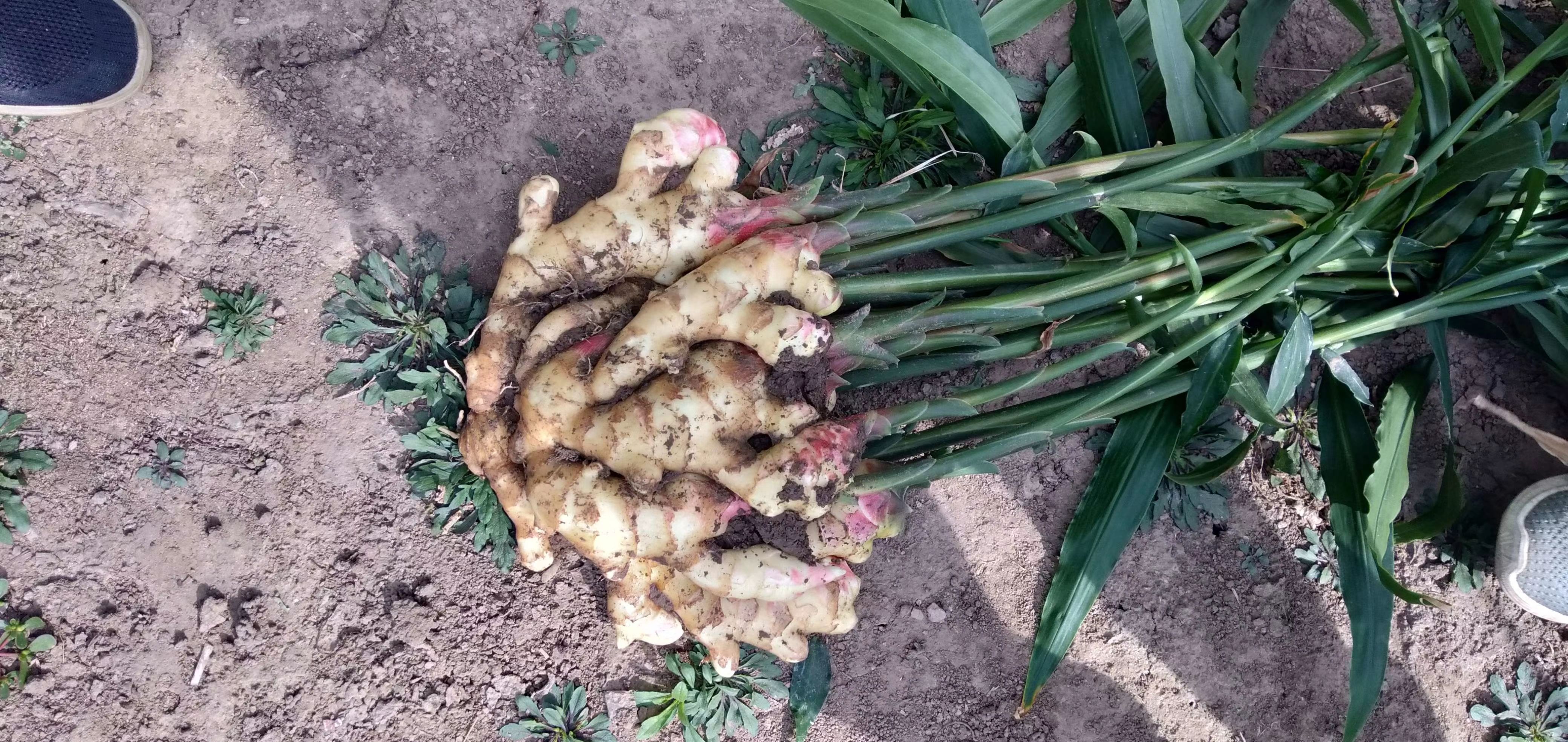 仔姜  山东鲜姜大量上市  产地批发  保质保量