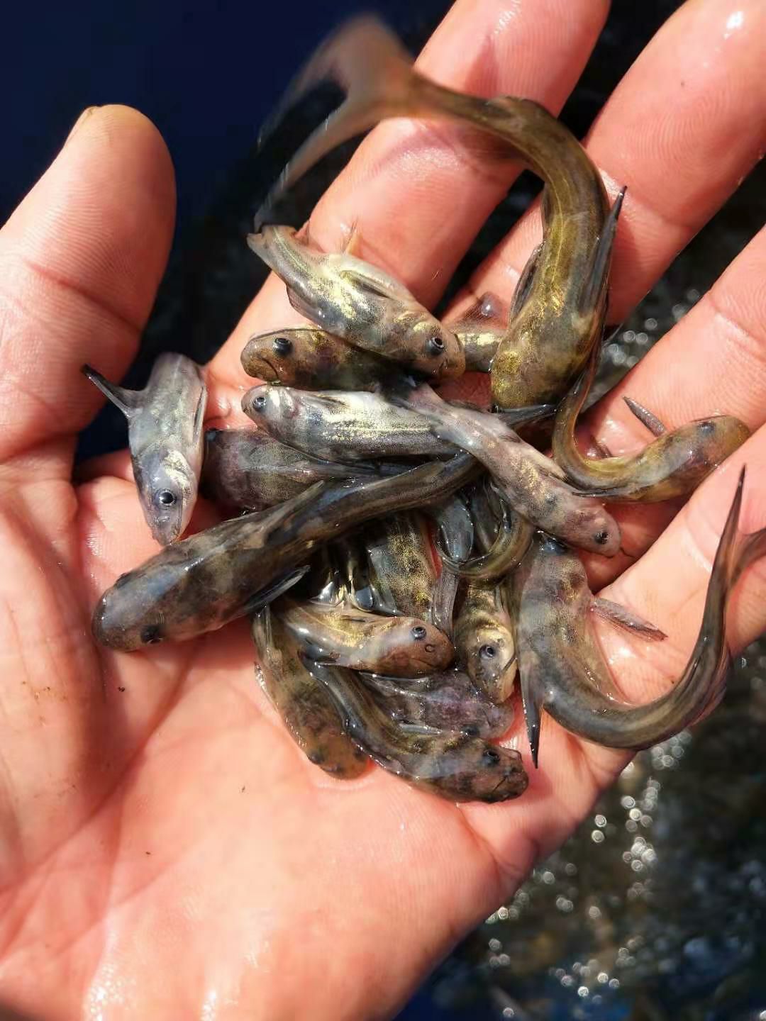 黄颡鱼苗