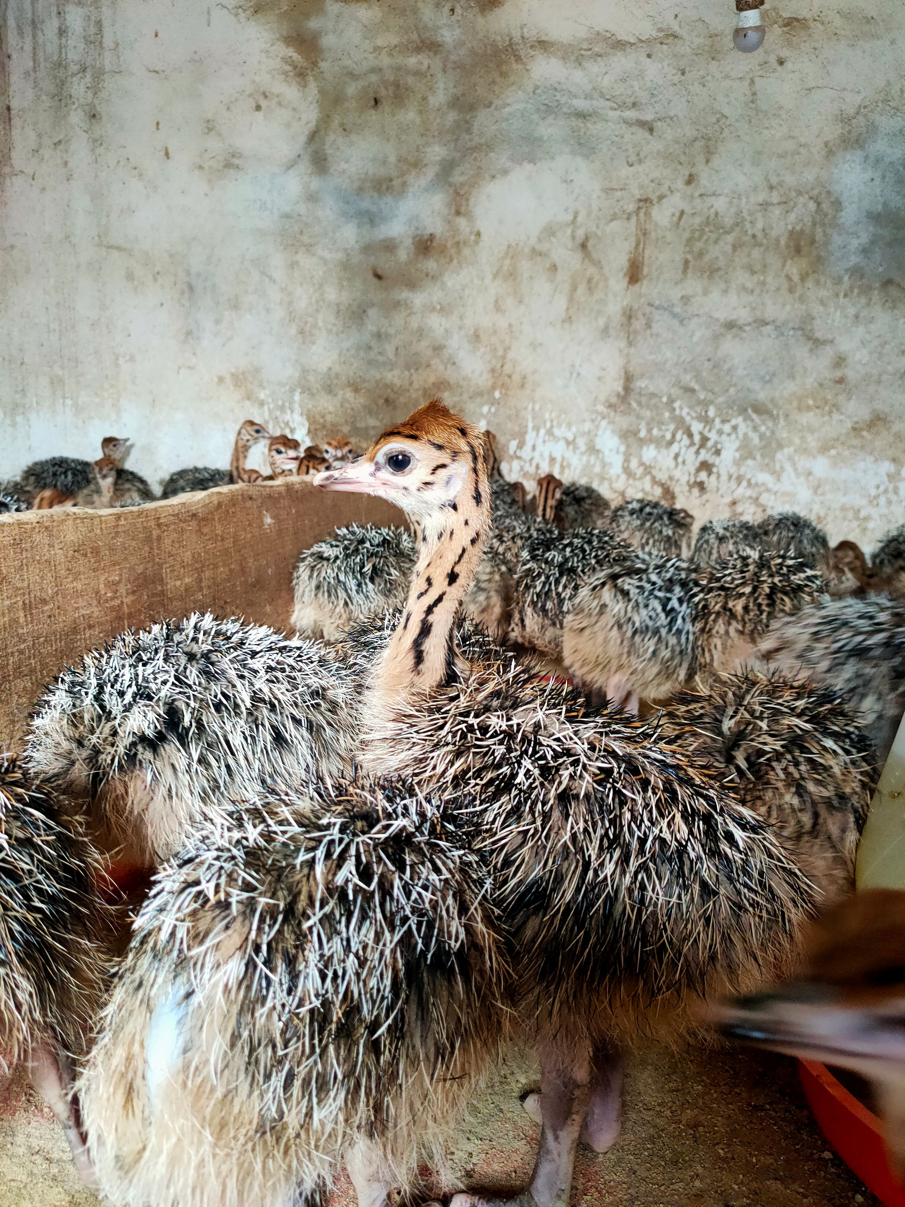  非洲鸵鸟苗 疫苗做好鸵鸟保证接货成活率 提供养殖技术售后服