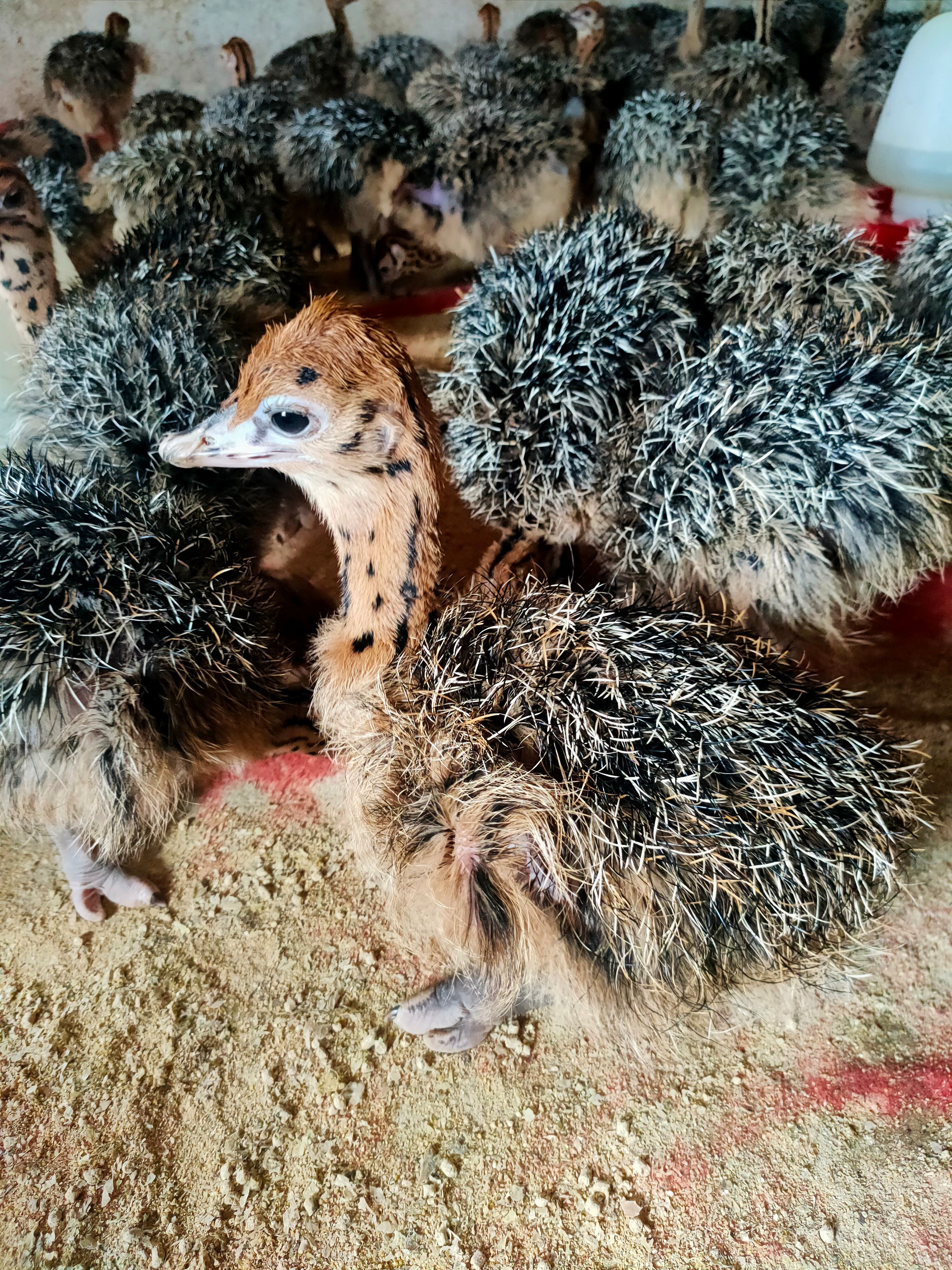  非洲鸵鸟苗 疫苗做好鸵鸟保证接货成活率 提供养殖技术售后服