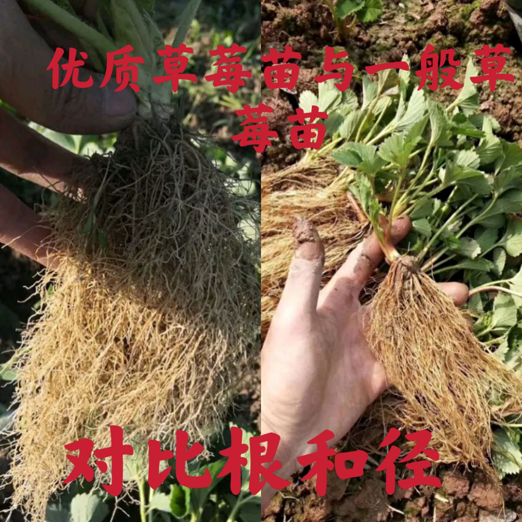 红颜草莓苗，章姬草莓苗 脱毒苗产量高口味香甜顺丰加冰保鲜发货