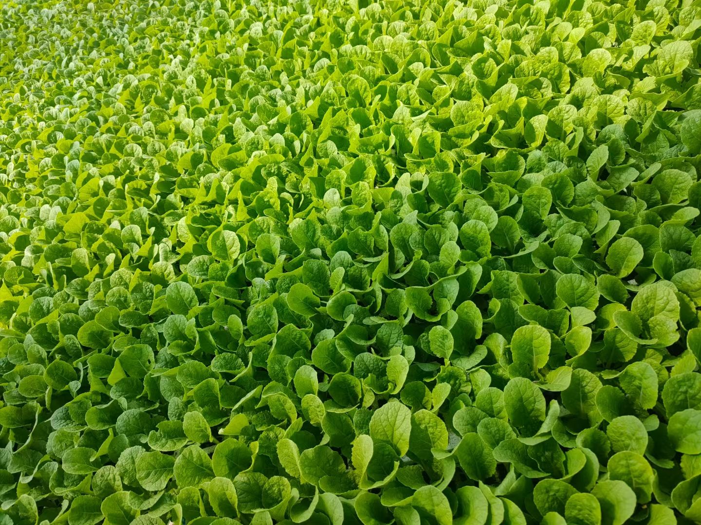 白菜苗  娃娃菜苗  云南文涛种苗基地供应链管理有限公司