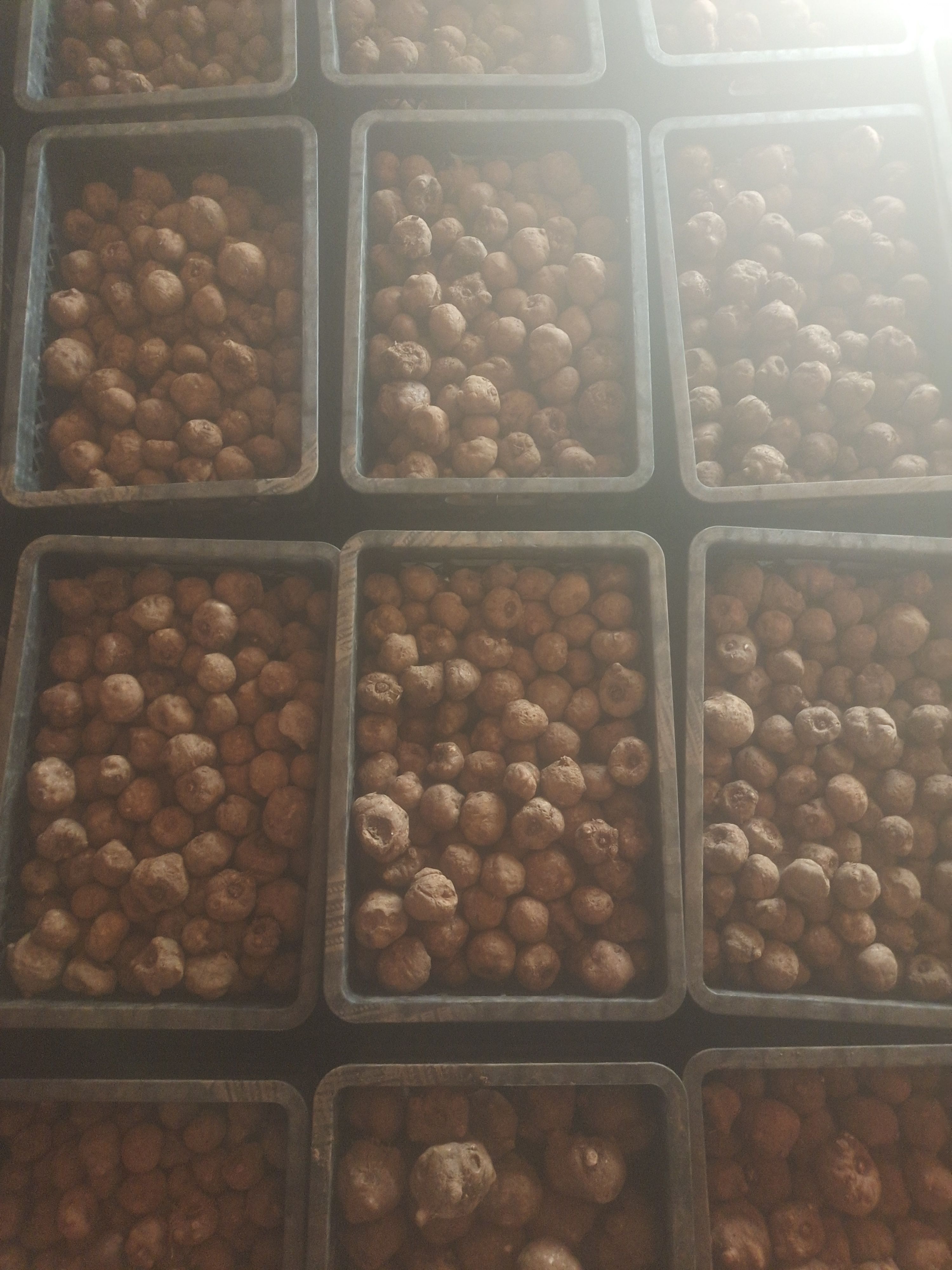 云南花魔芋种子