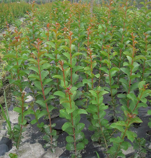 红火箭紫薇 苗圃基地大量供应紫薇小苗1－2公分，江西九江紫薇苗农户自家种