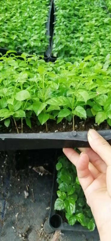 海南菜豆树  绿宝苗 海南菜豆 园林绿化树 室内观叶花卉绿植