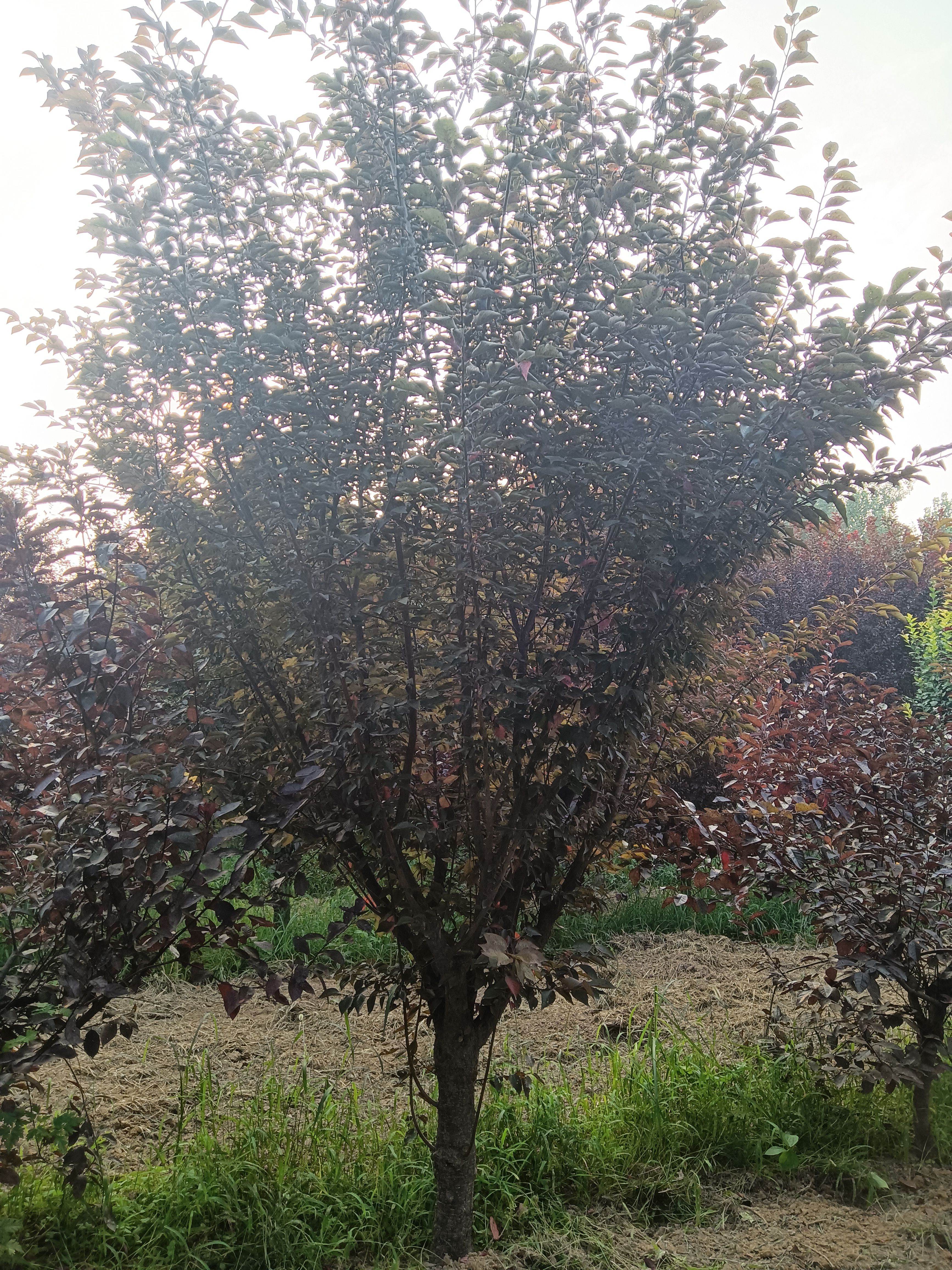 美人梅基地，6—12公分欢迎前来选购