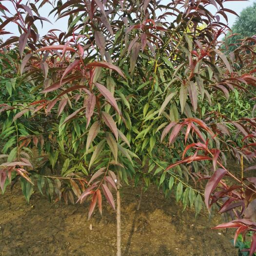 博野县精品花灌木三公分红叶碧桃一年冒