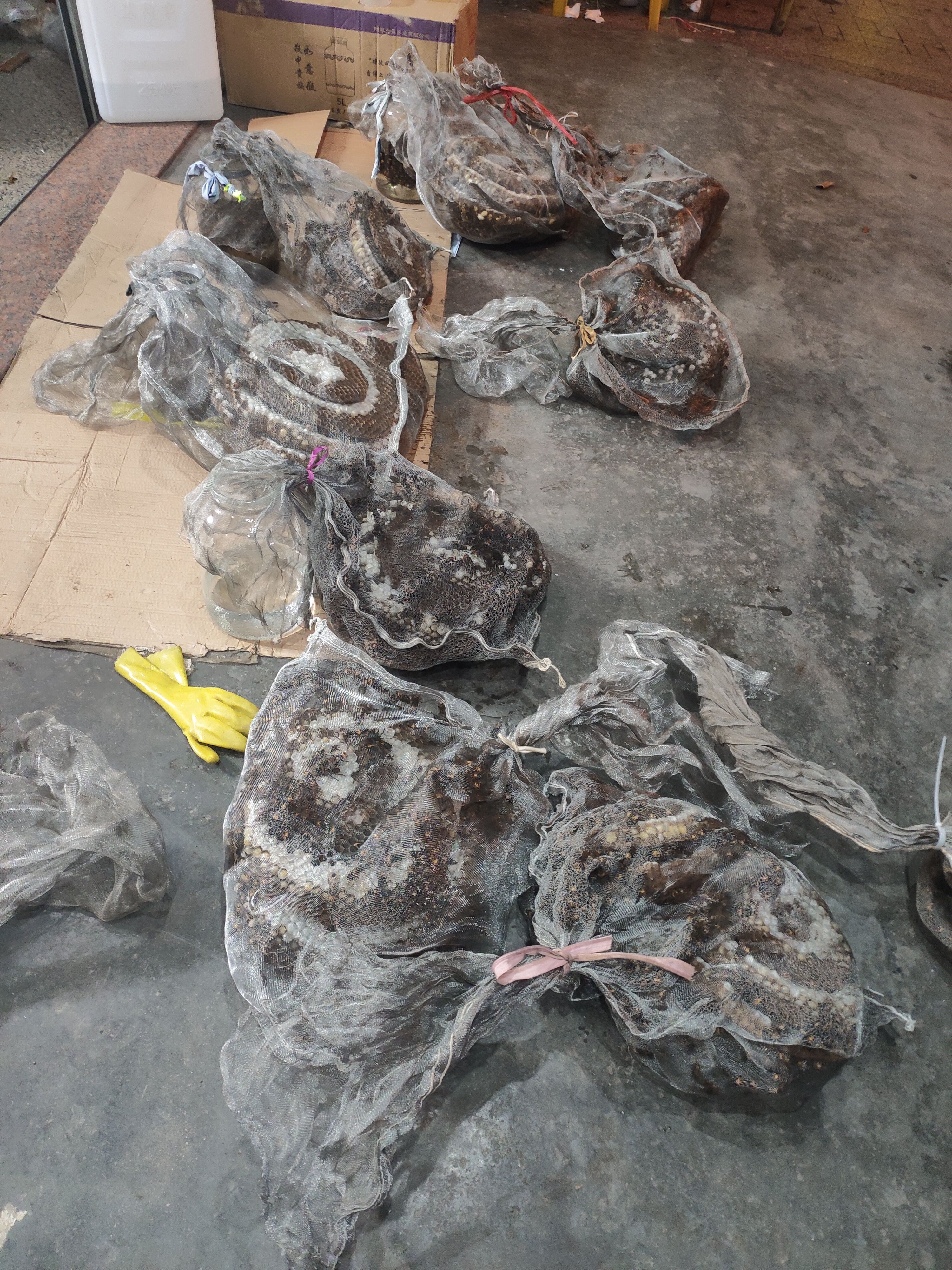  虎头蜂马蜂胡蜂黑尾金环红娘蜂