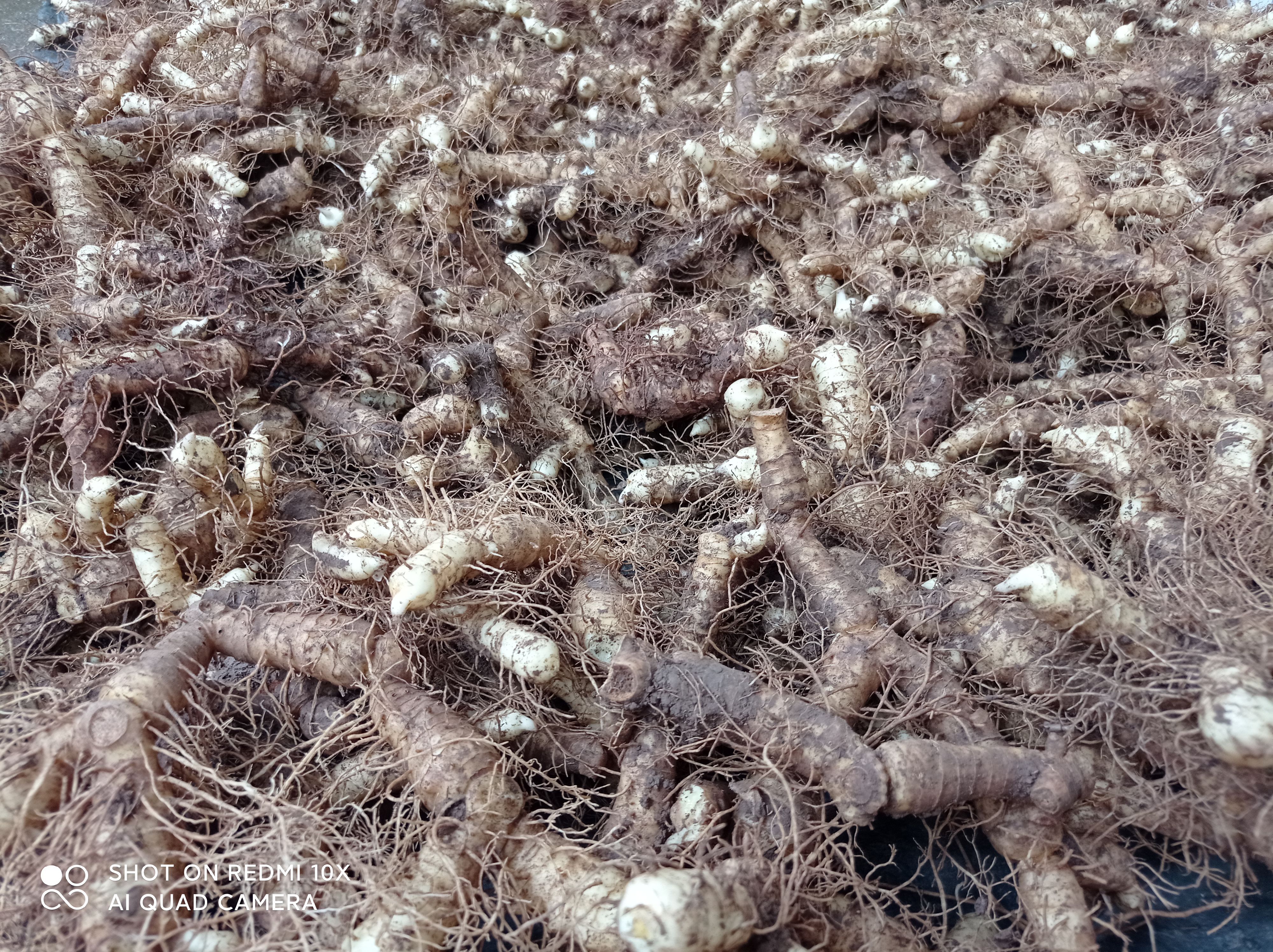 湘玉竹  农户新鲜玉竹