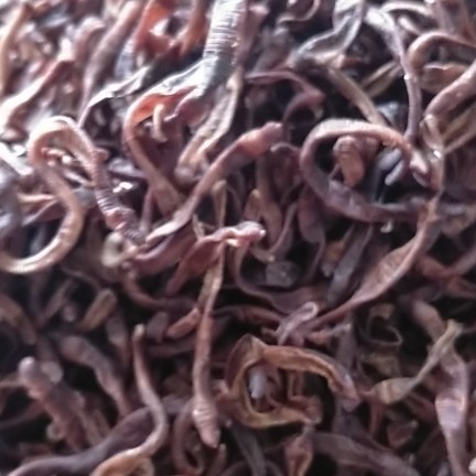 梁山县干蚯蚓  蚯蚓干，地龙，中药材药厂