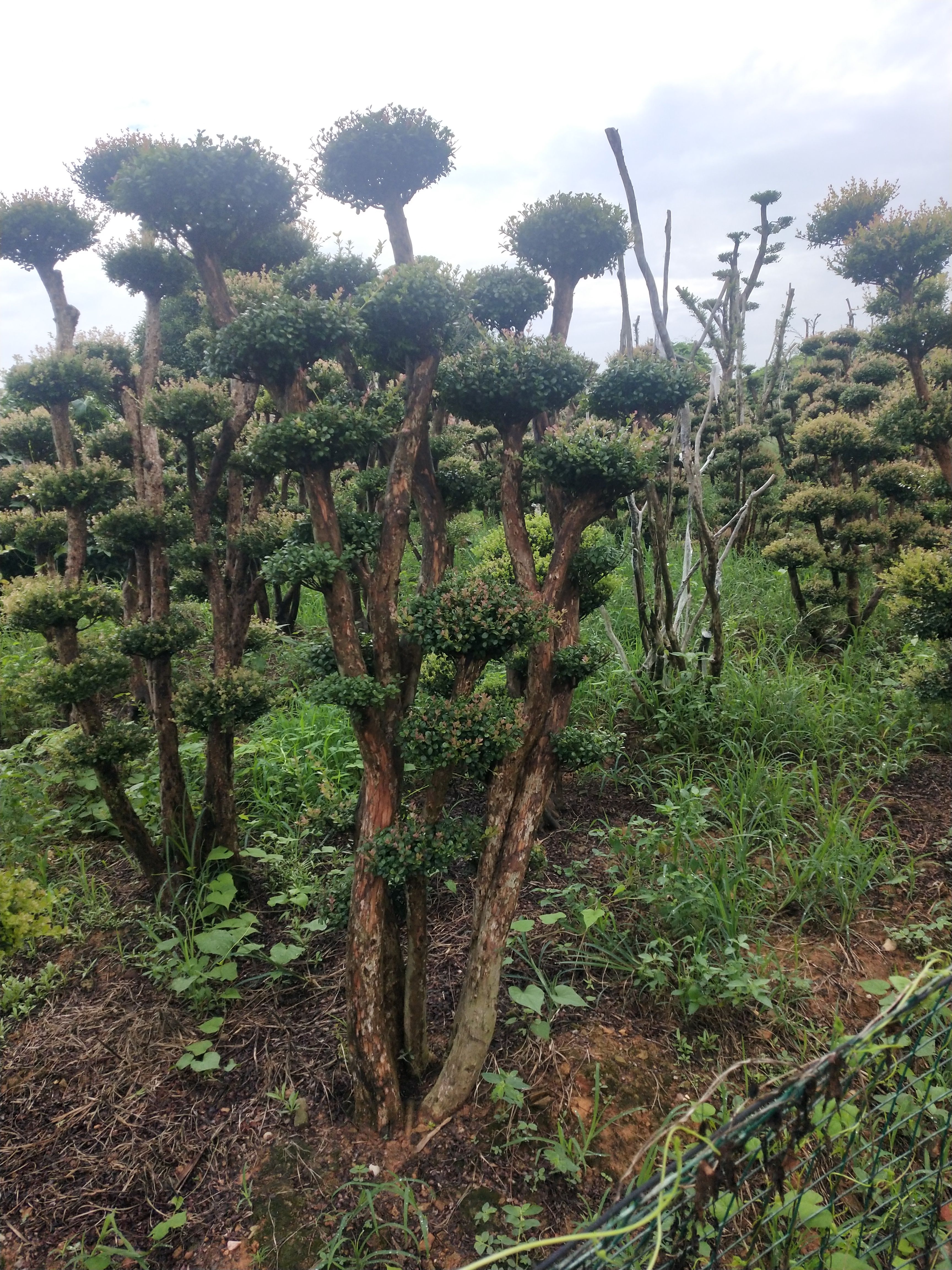 小叶赤楠一年四季常青不掉叶自产自销，而且抗旱和抗寒能力极强