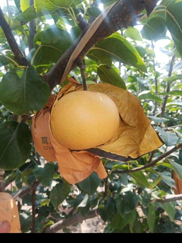 冰糖秋月梨 脆甜多汁无渣 精品大果 安徽基地直发