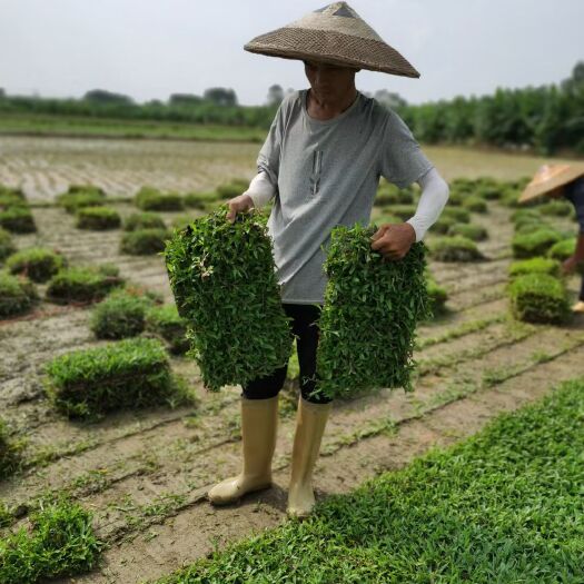 四会市大叶油草 绿化草皮