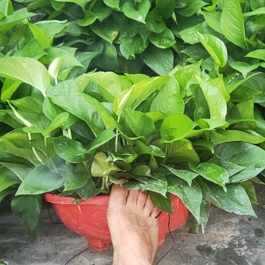 广州绿萝  360大红盆