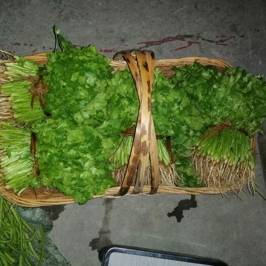 独山县香菜（元须）