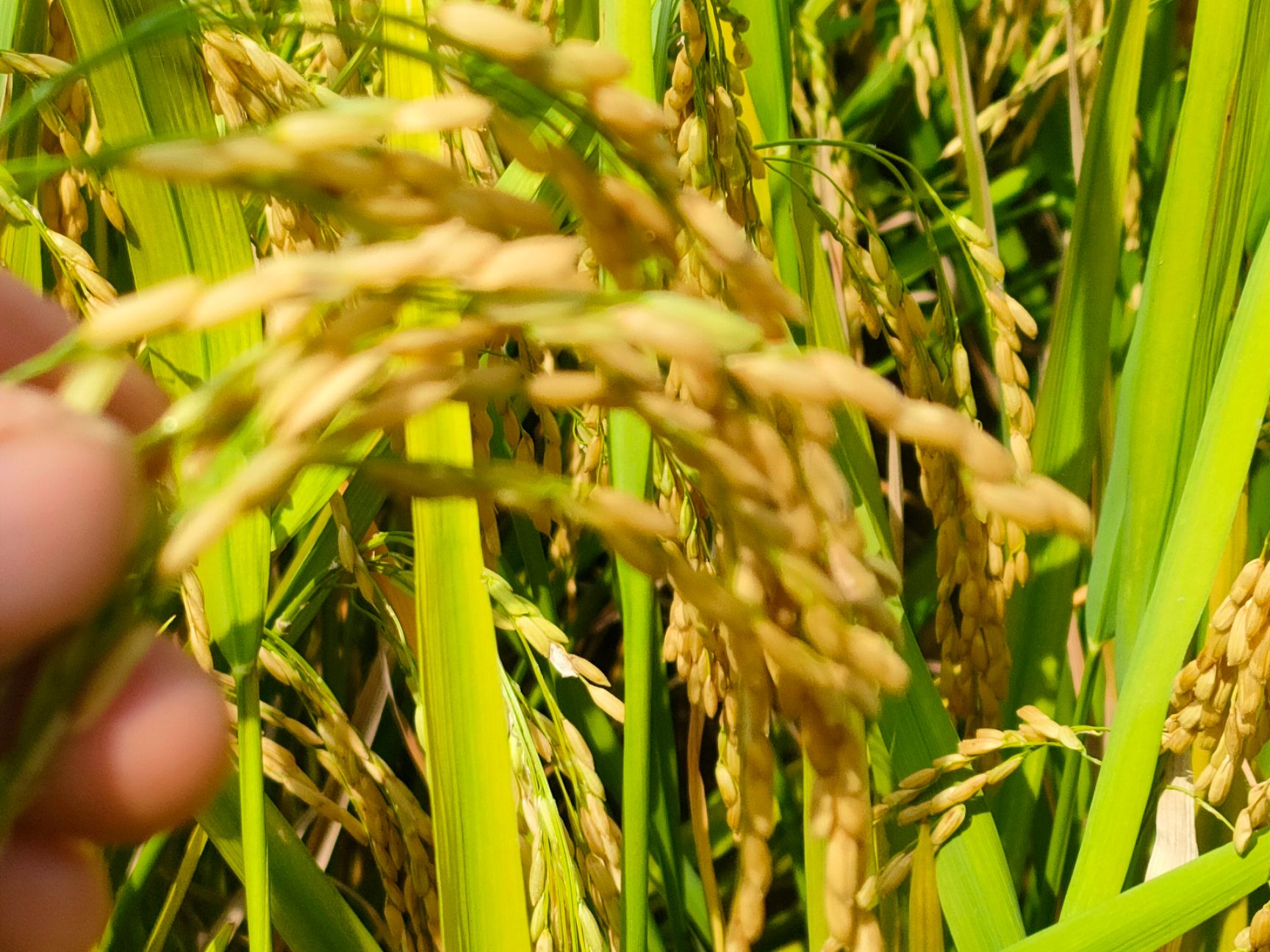 富硒水稻  遂宁市安居区三家镇是遂宁市的鱼米之乡，