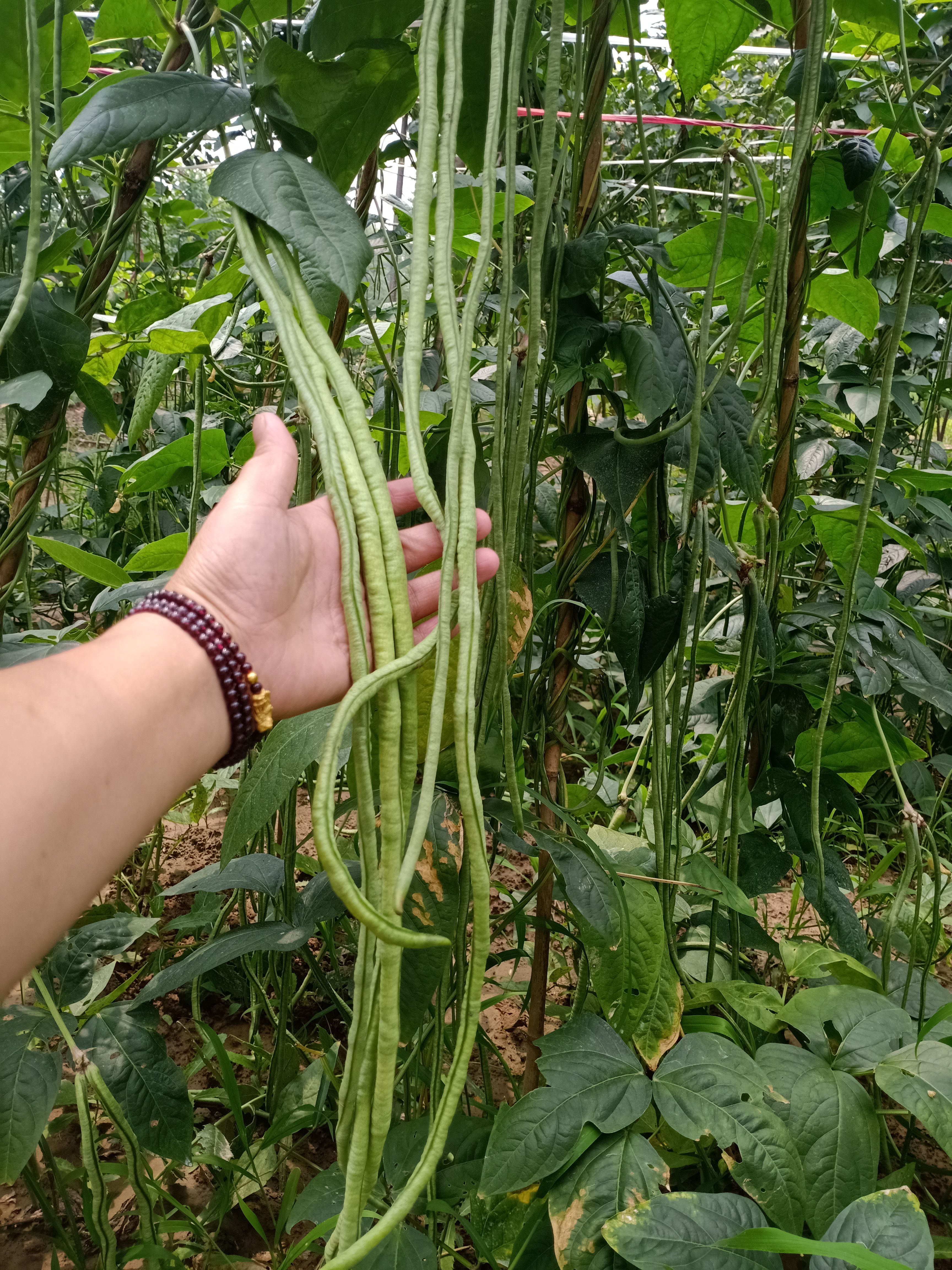 长豆角种子批发