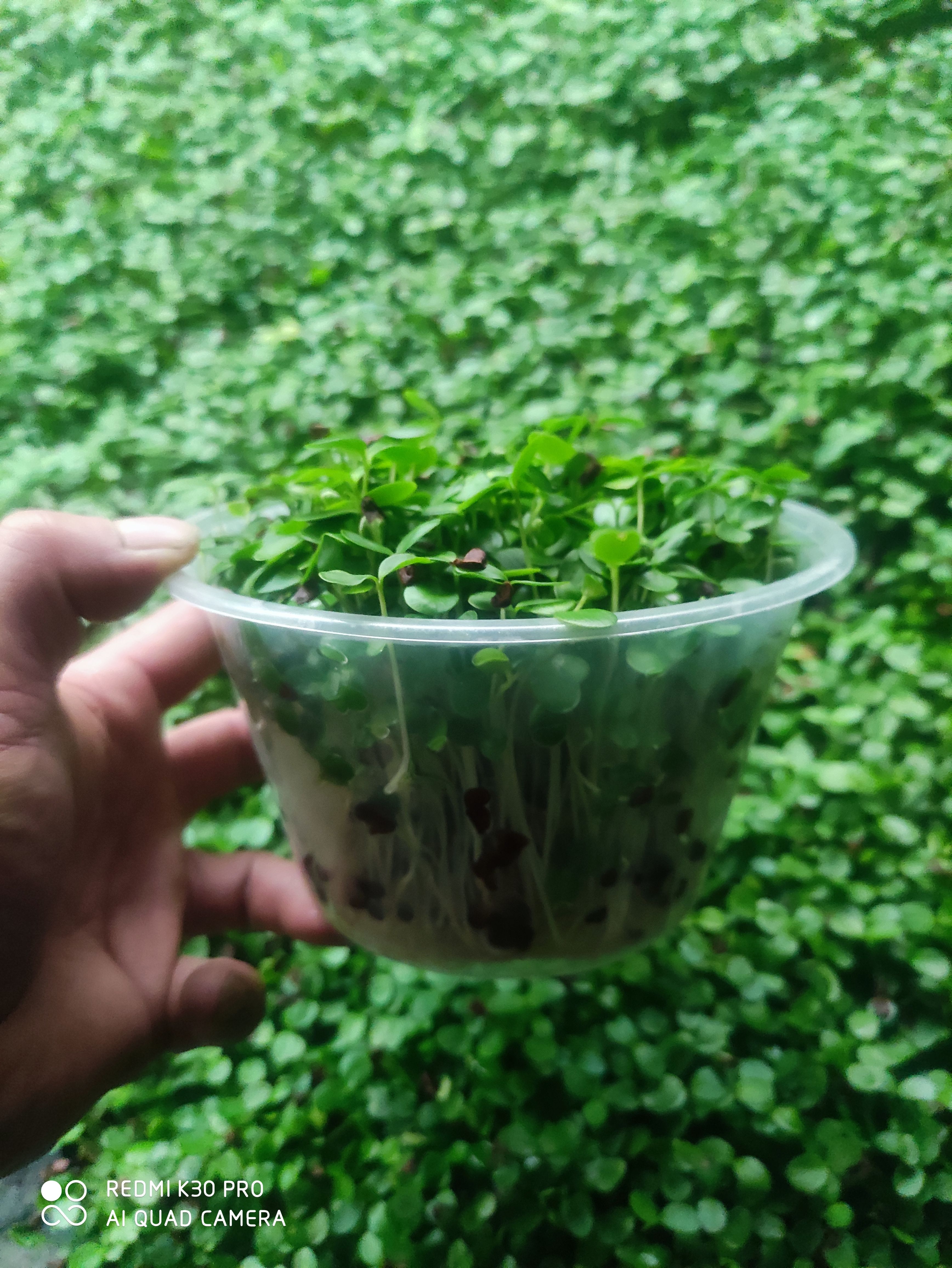 黄豆芽  不加任何添加剂井水火锅豆芽