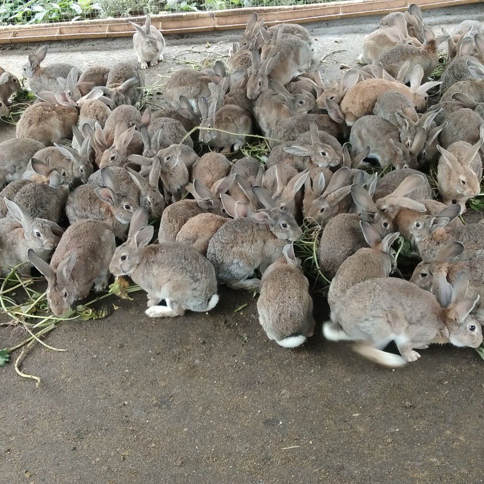 杂交兔  出售杂交种兔