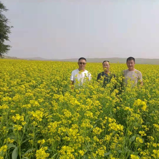 四子王旗黄菜籽  本人种植的万亩黄色油菜，下个月收割，有需求的，请与我联系。