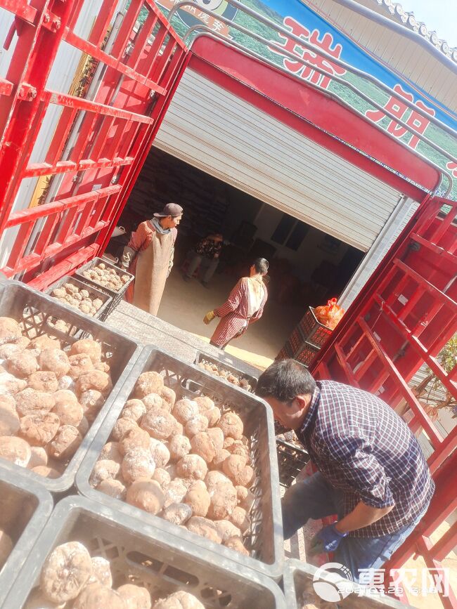 山魔芋  花魔芋种子提供技术指导合同回收 全国发货周边专车送