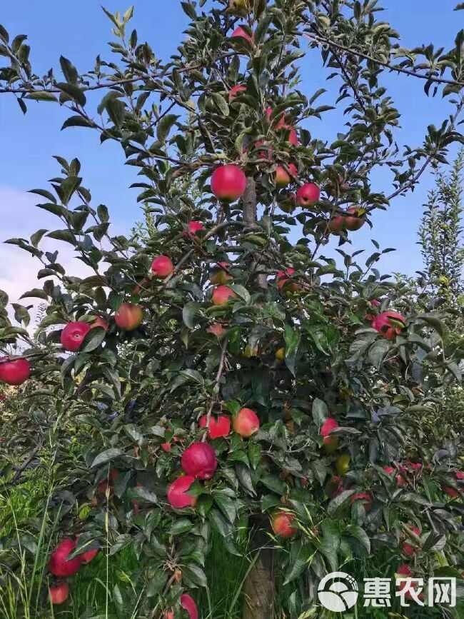 红露苹果 云南省昭通市昭阳区 光果 片红 