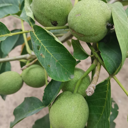 合阳县 青皮核桃