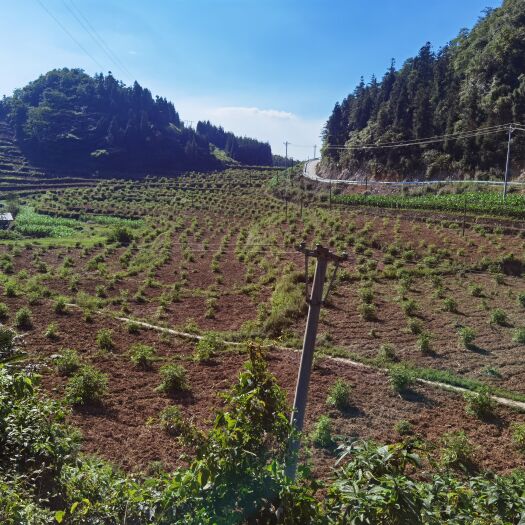 古蔺县疏林地  土地出租，现有500亩，种的是药材，种蔬菜适合