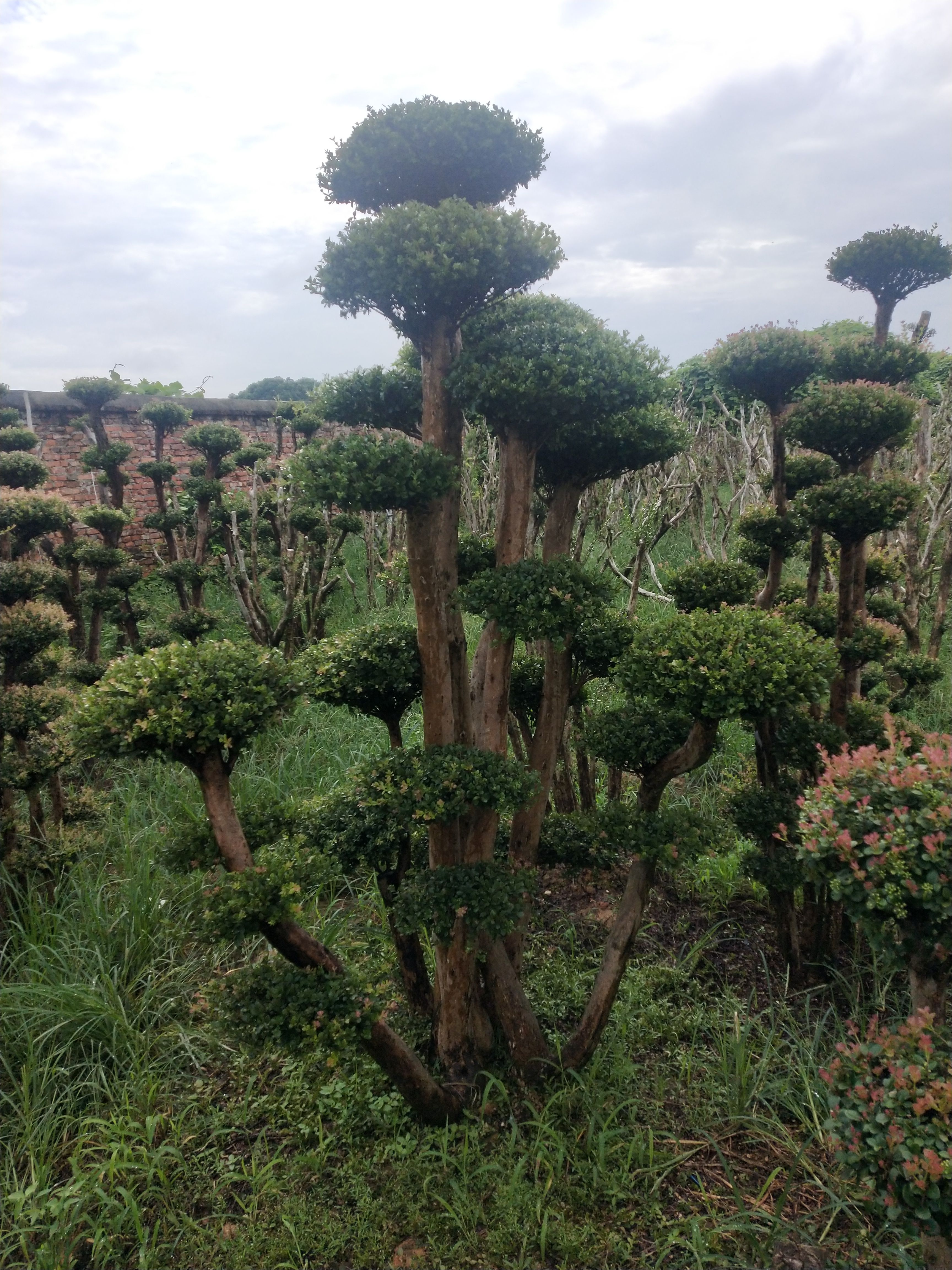 小叶赤楠一年四季常青不掉叶自产自销，而且抗旱和抗寒能力极强