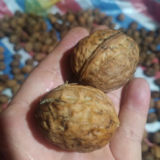 冕宁县 大山深处青皮核桃