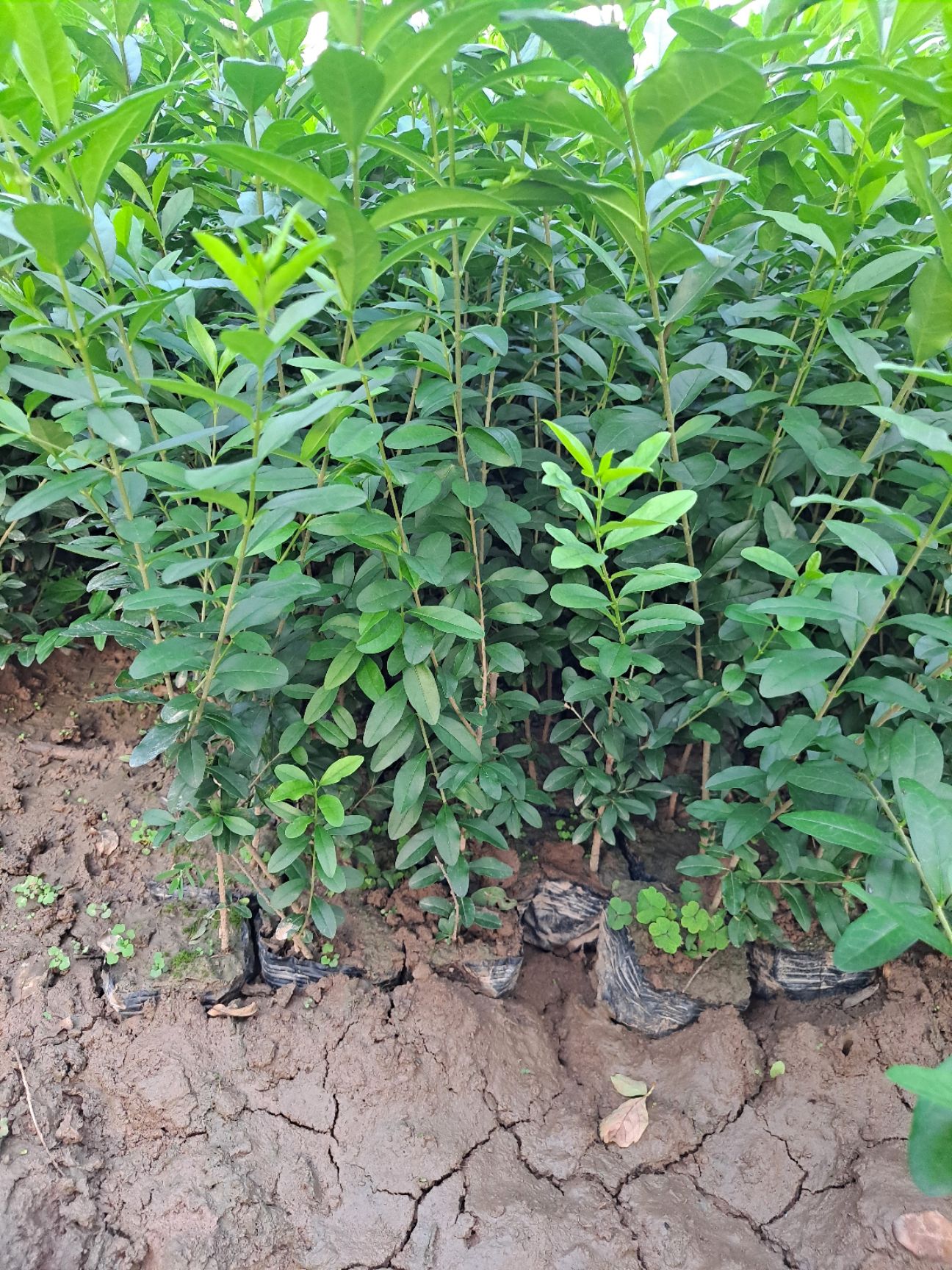 水蜡  水蜡苗 营养杯水蜡 容器水蜡苗 陕西水蜡基地自产自销