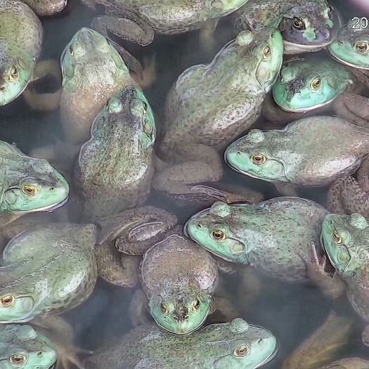 茶陵县牛蛙 367两