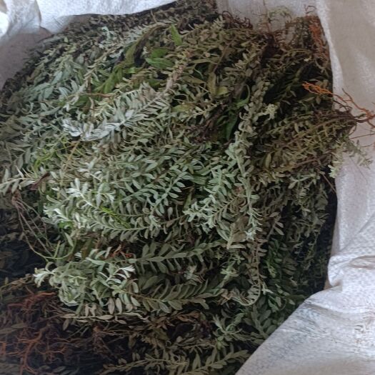 宜丰县六月霜  鹿茸草，干货，鲜货