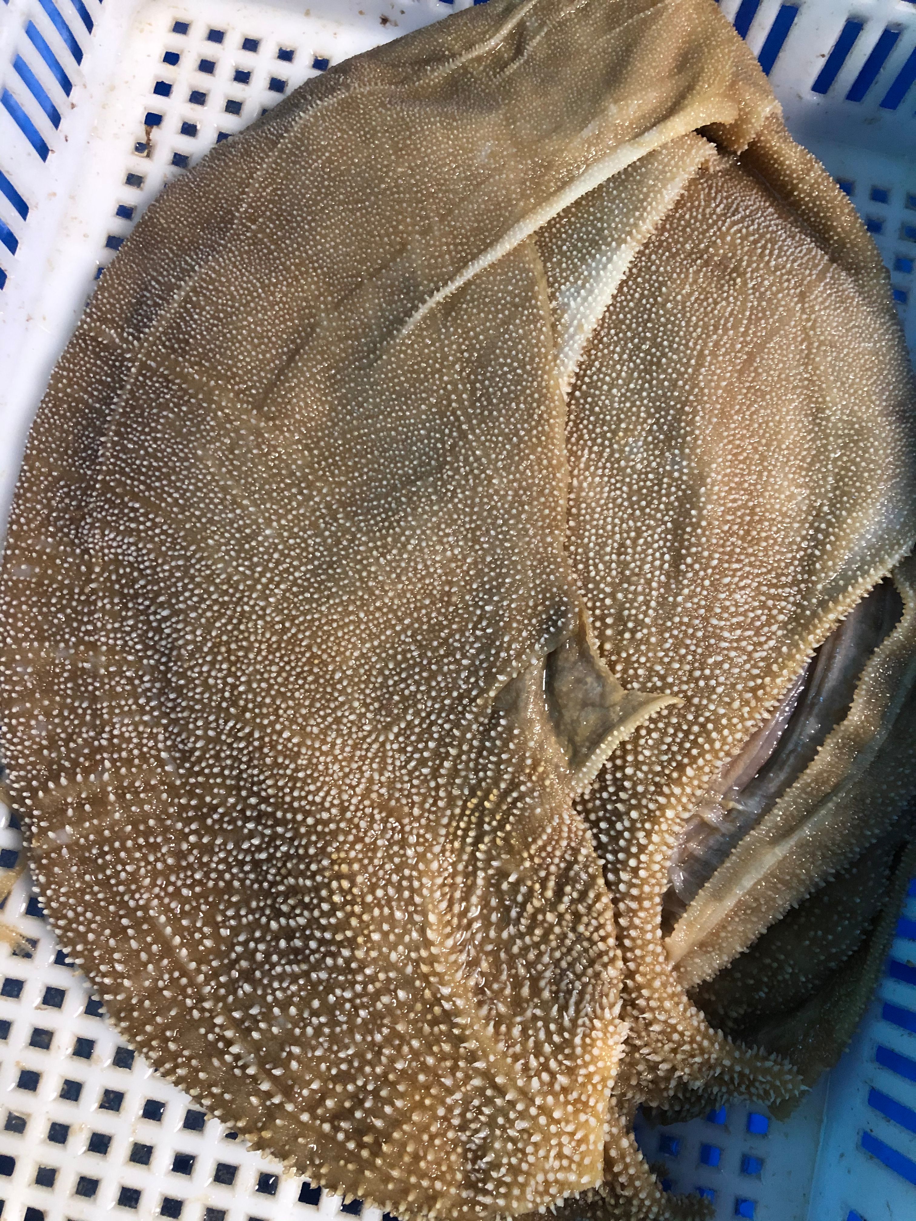 黄牛大叶片 牛百叶 牛毛叶，大叶片，