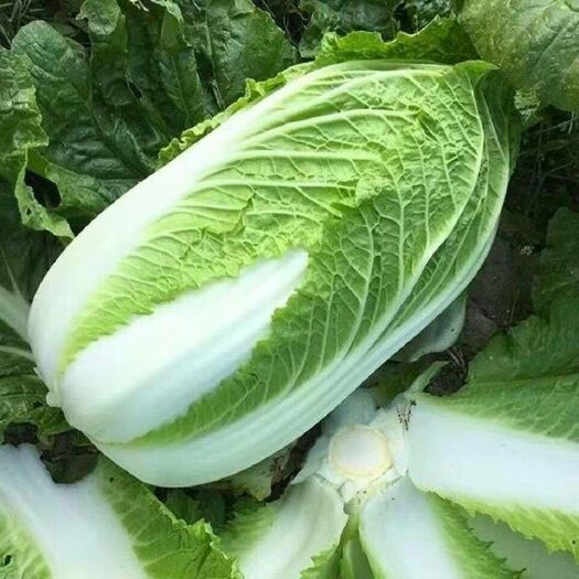 赫章县 大白菜