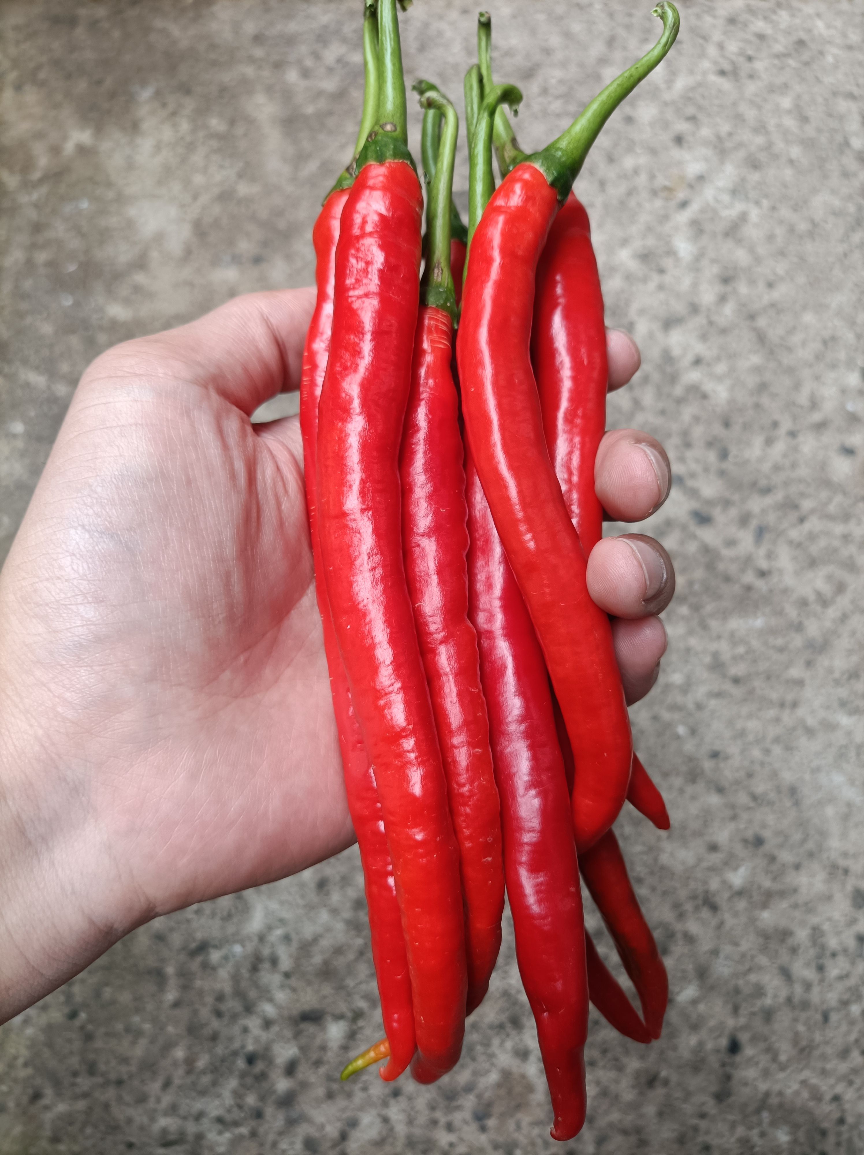 二荆条辣椒上市线椒辣椒批发零售剁椒需要联系