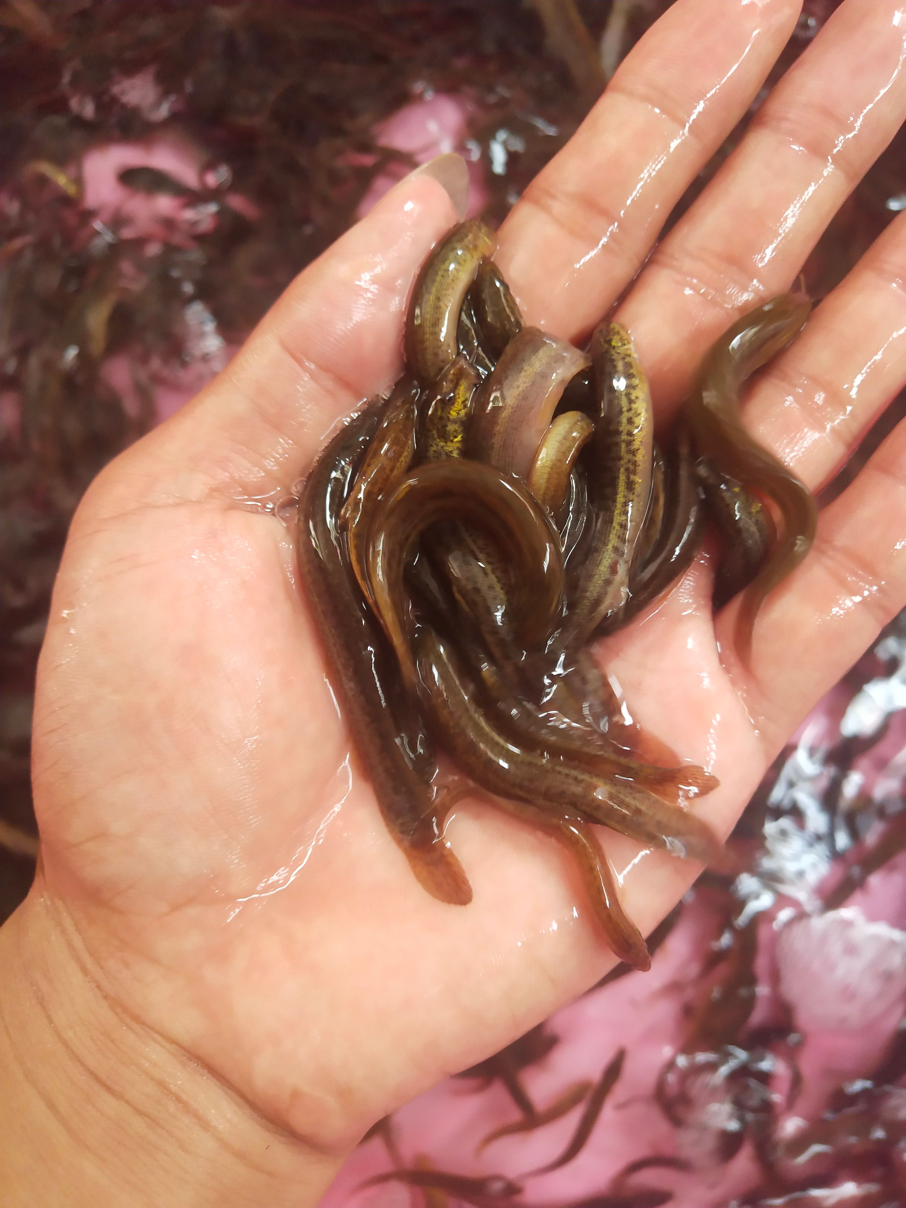 黄泥鳅  经本苗场培育的泥鳅鱼苗品种优良，抗病能力强成活率高