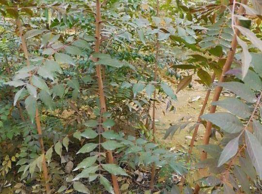  黄连木小苗基地批发，江西九江黄连木农户自产自销一手货源价格优