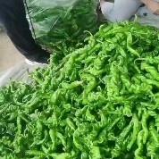 丰宁县 螺丝椒大量出售