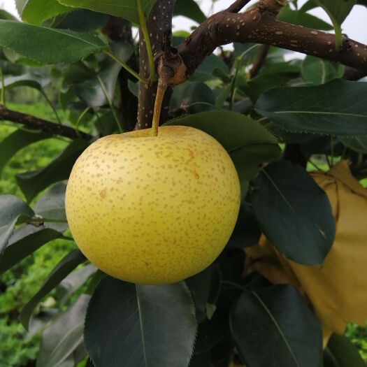 方城县 正宗黄金梨