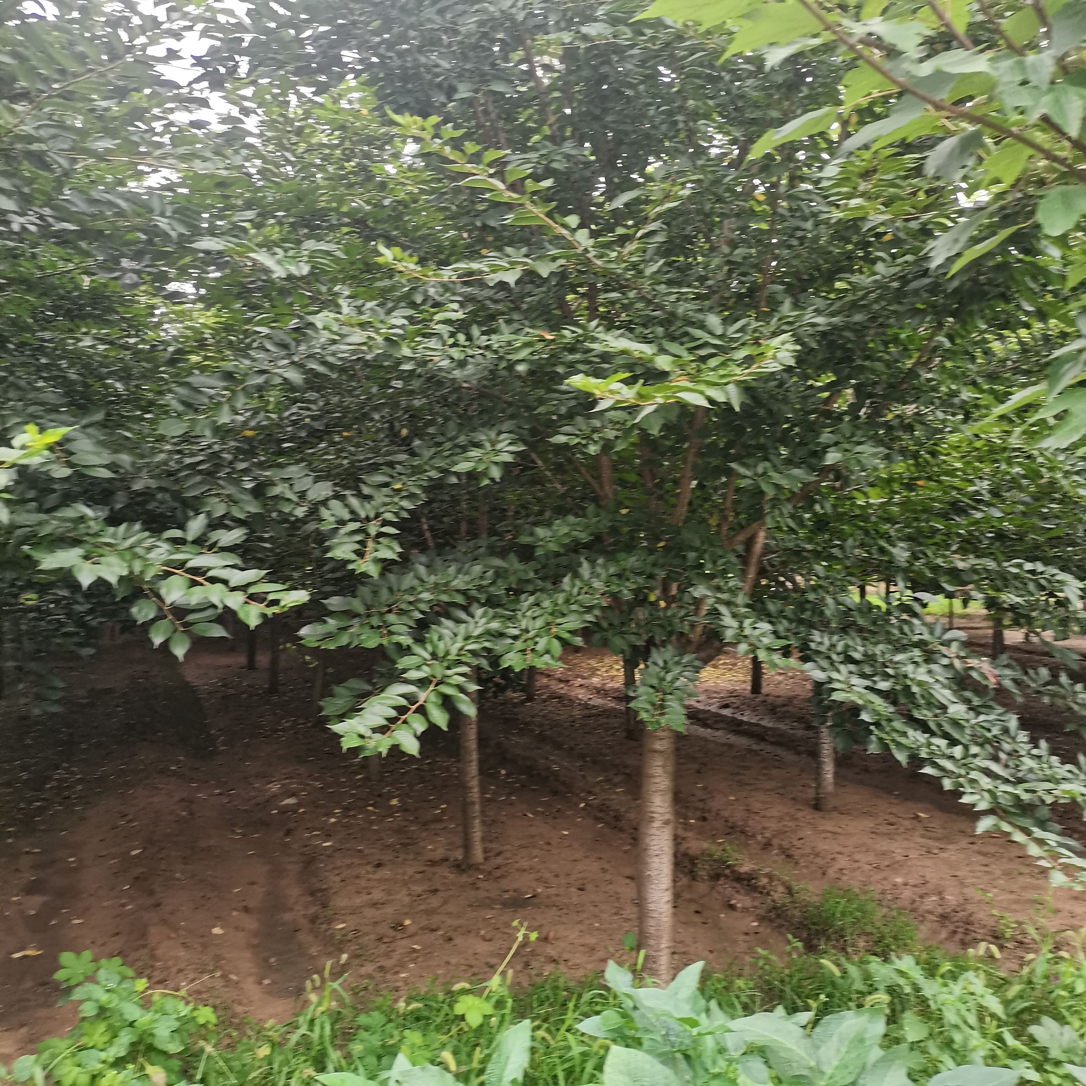 白玉兰，二乔玉兰，