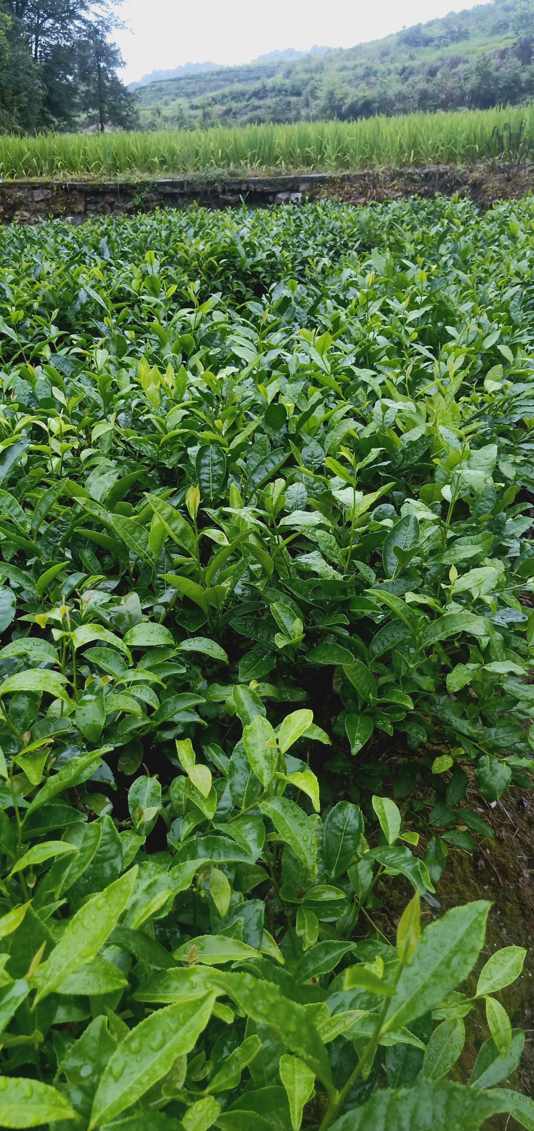 云雾茶 各种等级秋茶开始上量，欢迎咨询订购