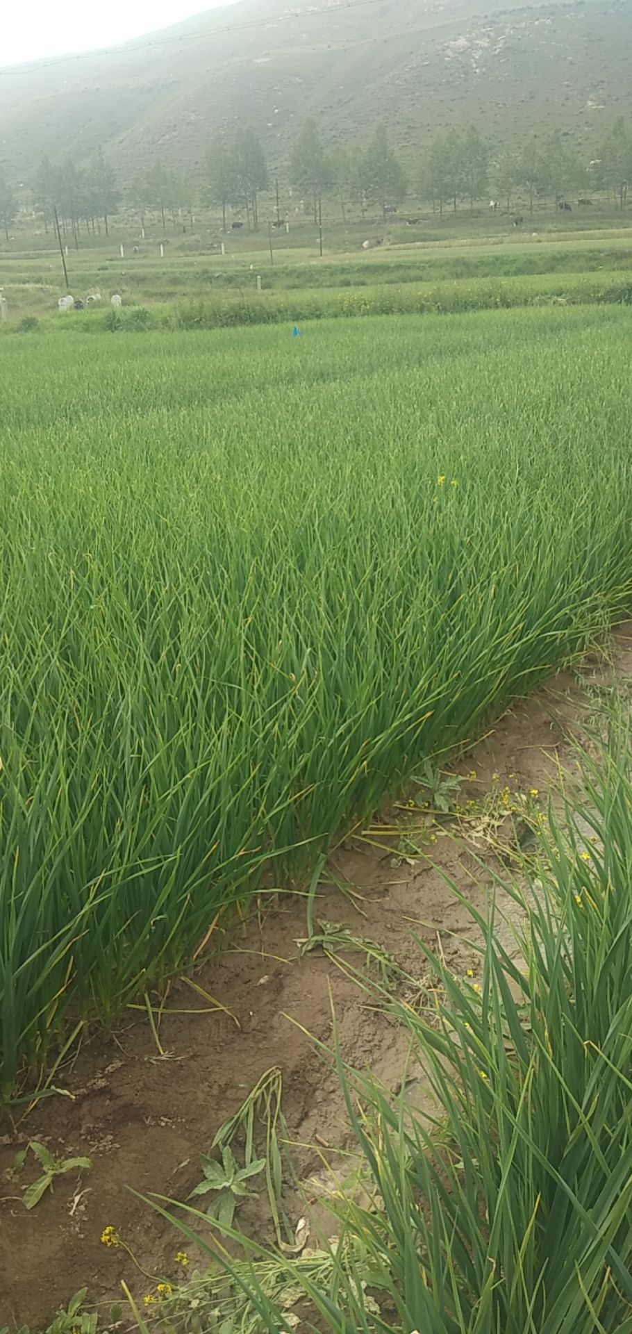  湟源白根蒜苗，各位老板抓紧时间过来看，质优价廉。